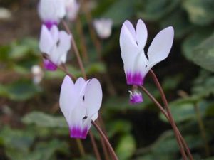 The Persian cyclamen flower - Hazaz caves