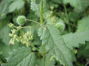 The Roman nettle flower - - Hazaz caves