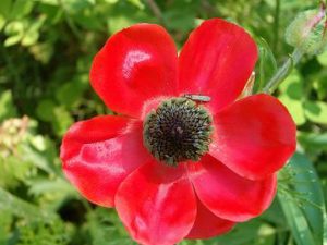 The Turban buttercup flower- Hazaz caves