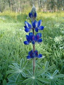 The Blue lupin flower - Hazaz caves