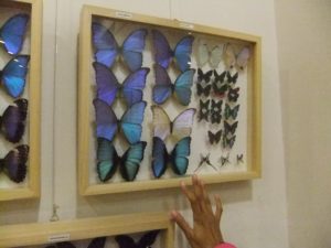 Huge and colorful Butterflies! (in the cave nature museum)