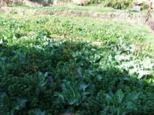 Cauliflowers!