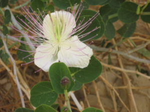 Capparis blooming in the desert