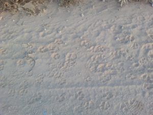 The footprints of Jackal, Wolves, Dogs and Foxes . - Shuqba cave