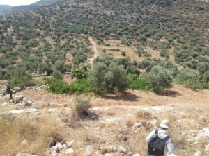 On the Southern slope of the Artaba. - Shuqba cave 