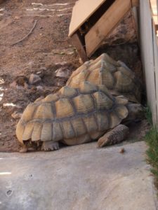 ... you don't want to mass with them! - Eilat