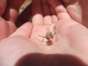 Bugs that lives up here on the mountain