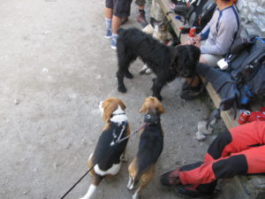 Cute dogs on the way to the Anetto - Cuteness