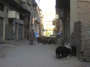 Sheep on the streets of Luxor - Israeli