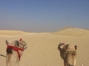 The camel - the desert ship in Cairo