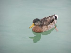 And the duck that came to visit =) - proportion