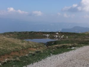 Goats on the top of Monte Baldo