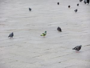 Pigeon at Piazza San Marco, some are pretty colorful