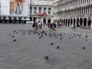 Pigeon at Piazza San Marco,