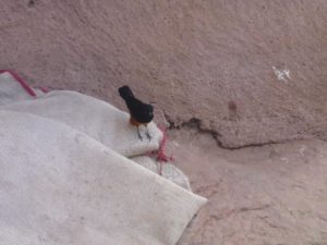 A bird outside the church - Monolithic Churches