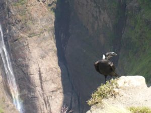 Those birds were everywhere. They big and not afraid of humans - what probably mean they taste bad. - Semien Mountains