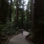 San Fransisco - Muir Woods - Those are really big trees!