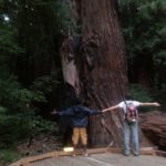 San Fransisco - Muir Woods - Those are really big trees!