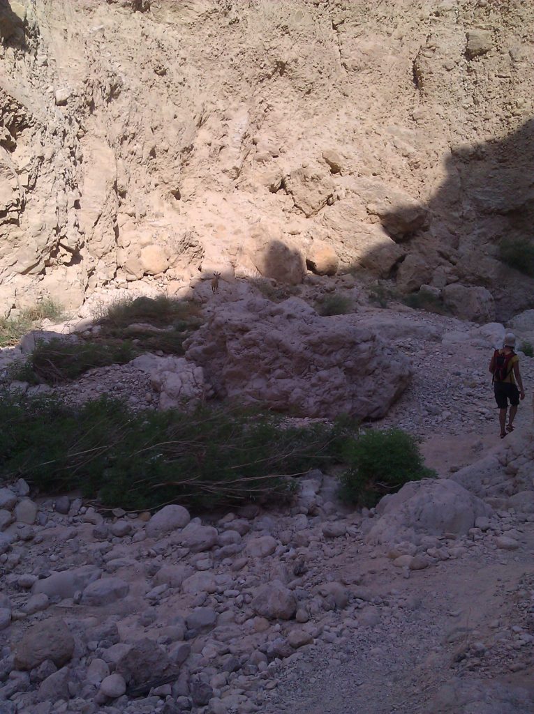 An ibex, watching us as we go