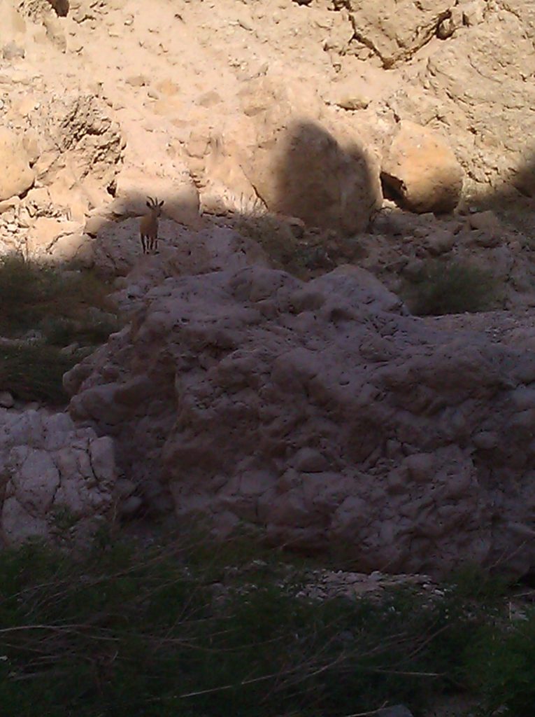 An ibex, watching us as we go