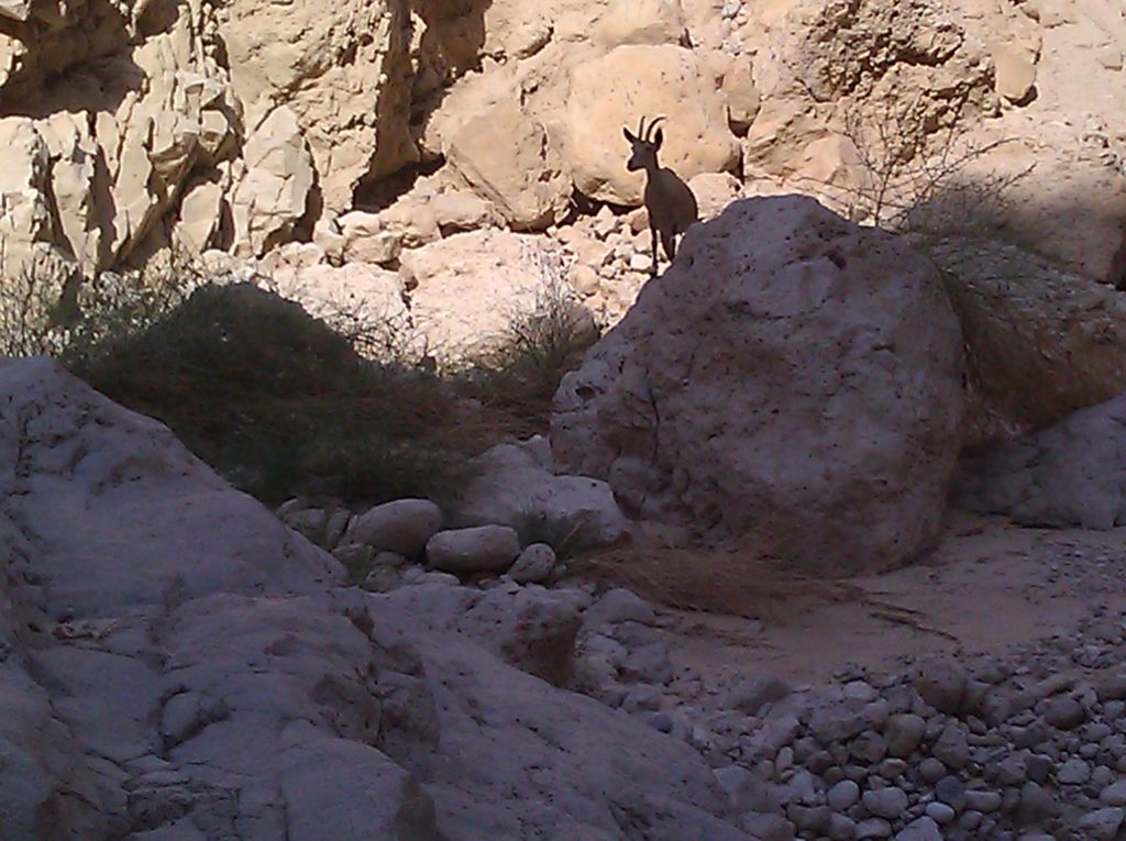 An ibex, watching us as we go