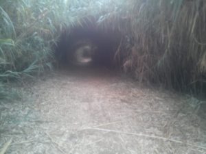 A natural tunnel along the Yarkon - Cannabis