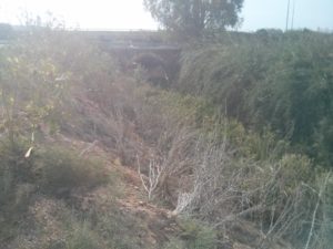 Turkish Bridge - The stone bridge across Shilo stream carried the main road from Yafo (Jaffa) to TulKarm and Shechem (Nablus). The road from Yafo passed Tell Gerisa (Napoleon Hill) on its way along the length of Yarkon river until it reached this bridge. After crossing Shilo creek it continued on to Yarkon River, about 200m to the north where there was an additional bridge. The Turks blew up the Yarkon bridge during the Great War to prevent the British forces advance northwards. The bridge on Shilo stream was left untouched. - Cannabis