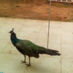 A Pavo is running around my parents house, just some nice pics of him - sewing 