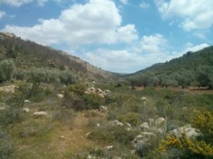 Along the stream there are water pool, flour mill, cliffs and many Dolev trees. There were Palestinians along the stream, and we wer