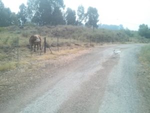 Xuxa and a cow examining each other   - Windows of time