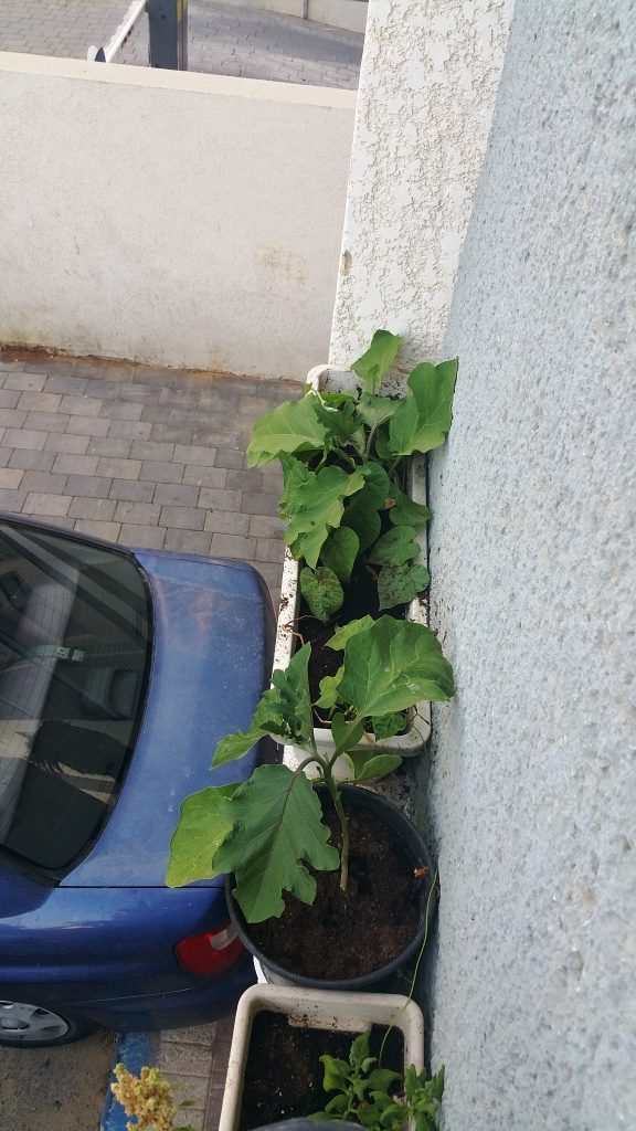 The eggplants! - garden