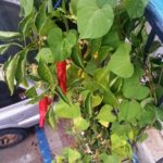 Our hot pepper! - garden