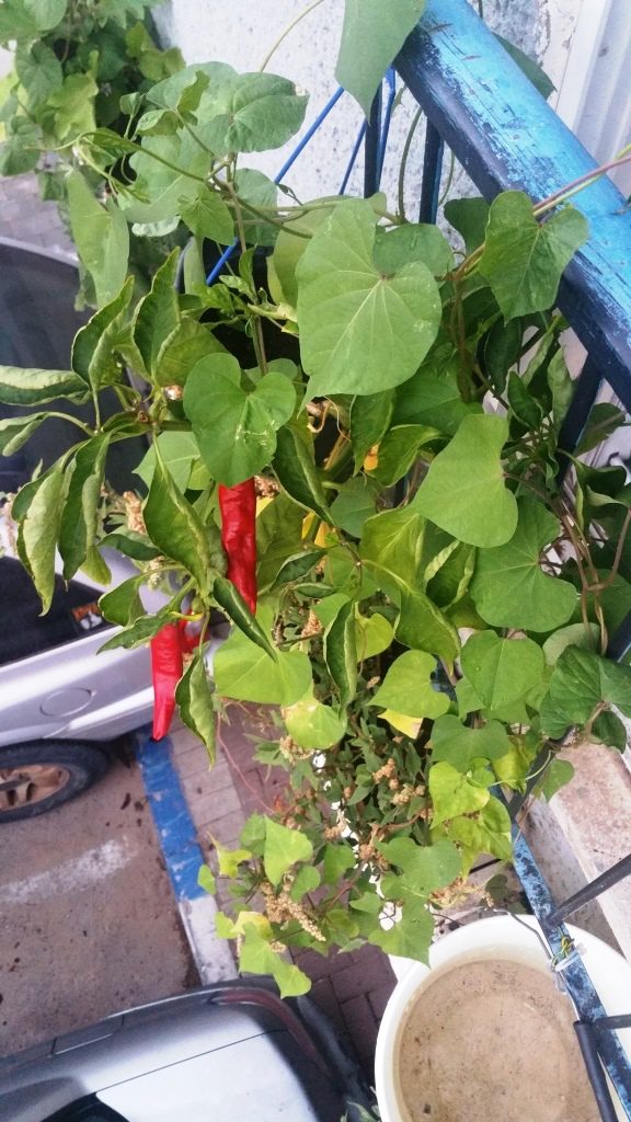 Our hot pepper! - garden