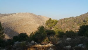 Kfira stream - watch the difference between the slope facing south to the one facing north...