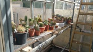 Guri cactus inside - greenhouse