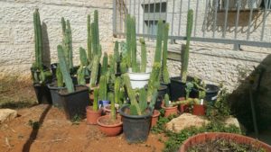 And more cactus waiting outside - greenhouse