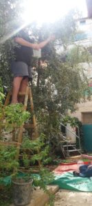 Aba harvesting the olives a month and a half ago 