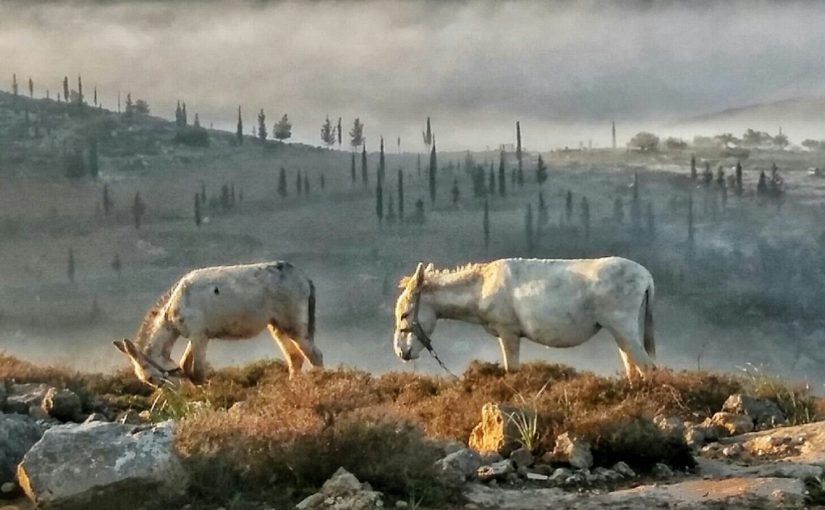 Just a couple of donkeys in the morning haze - morning