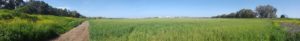 Fields from Ayalon highway to Pi-Glilot gas facility.