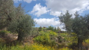 The Olive grave around the hill - Latrun