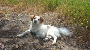 Xuxa enjoying lying in the hole she dug in the ground