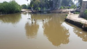 The Pond, Mallards and the new concrete bridge on the river - 7 mills