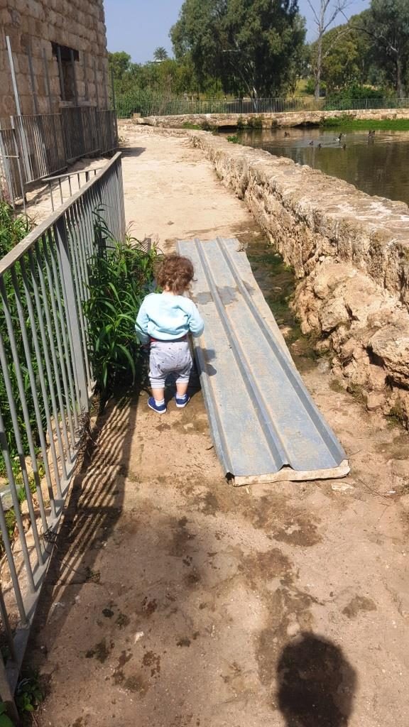 The customer route - the head of the wall around the pond was covered with stone plates and old unused mill stones, to allow the costumer easy access to the flour mills. Jannaeus walked along it and checked it is OK. - 7 mills