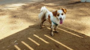 Xuxa after running in the mud - 7 mills