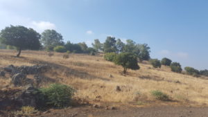 The steep ascend of Tel Faher