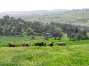 Just an herd of cows - Hazaz caves