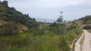 The Khayat Orchard from above - Wadi Siah