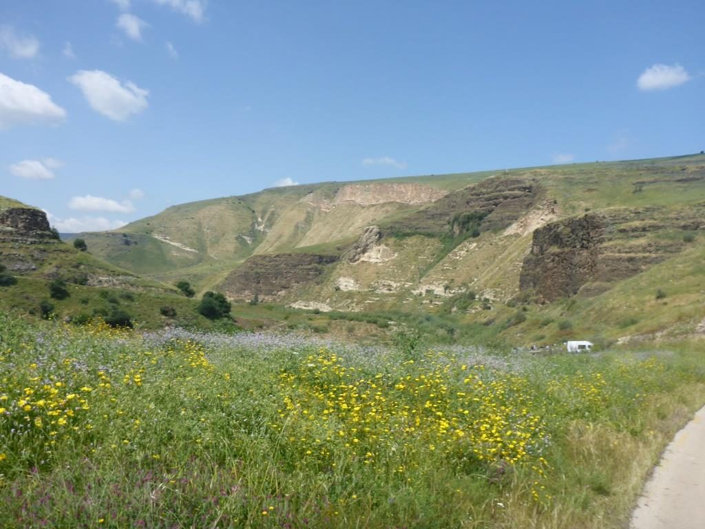 Just a little more blooming flowers - the Yarmouk river