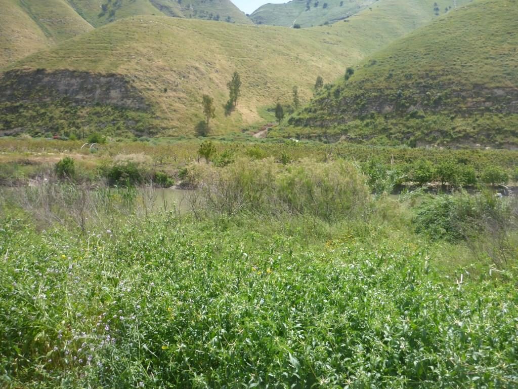 Those brown spots on the trees are birds nests - the Yarmouk river