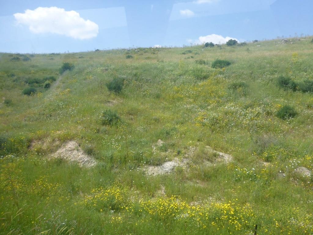 Just a little bit more flowers - The Hejaz railway tunnel